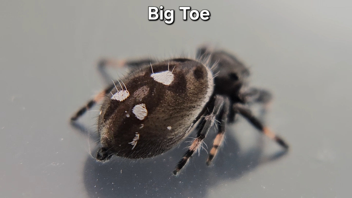 Big Toe - Male Regal