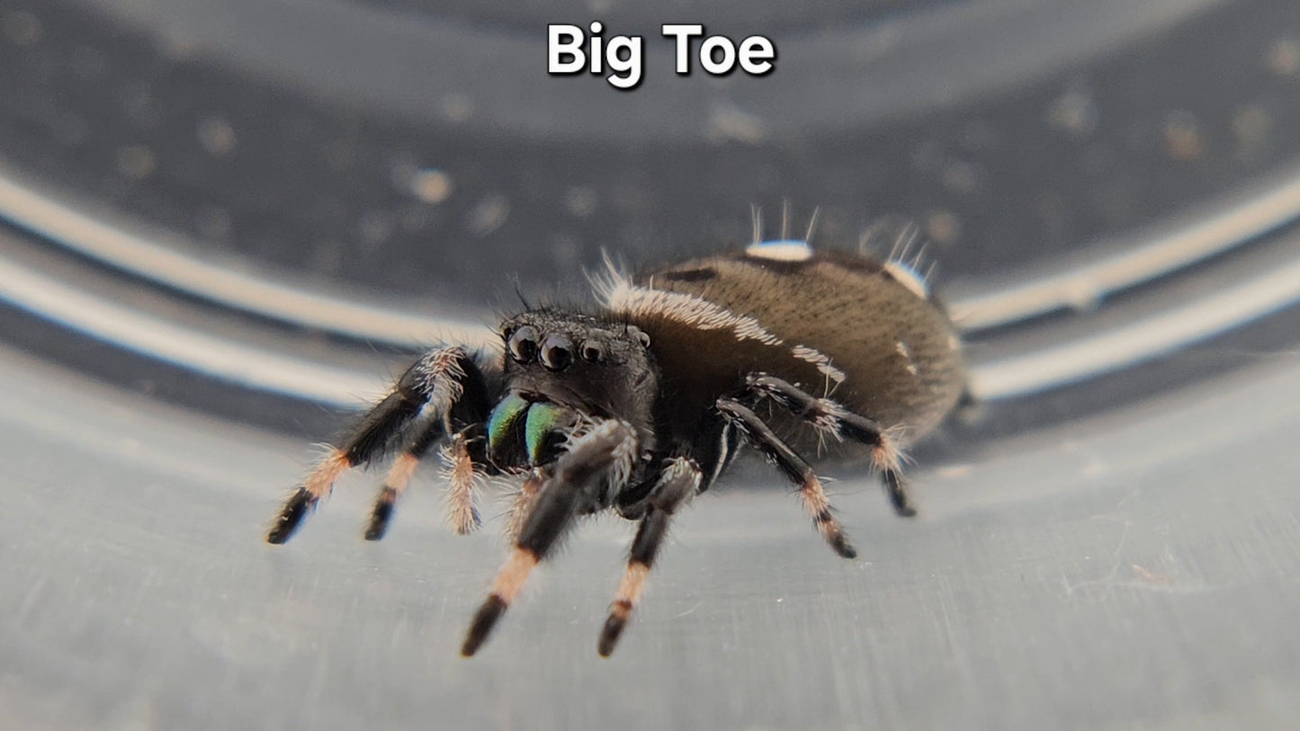 Big Toe - Male Regal