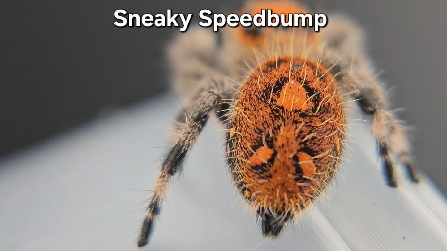 Sneaky Speedbump - Female Regal