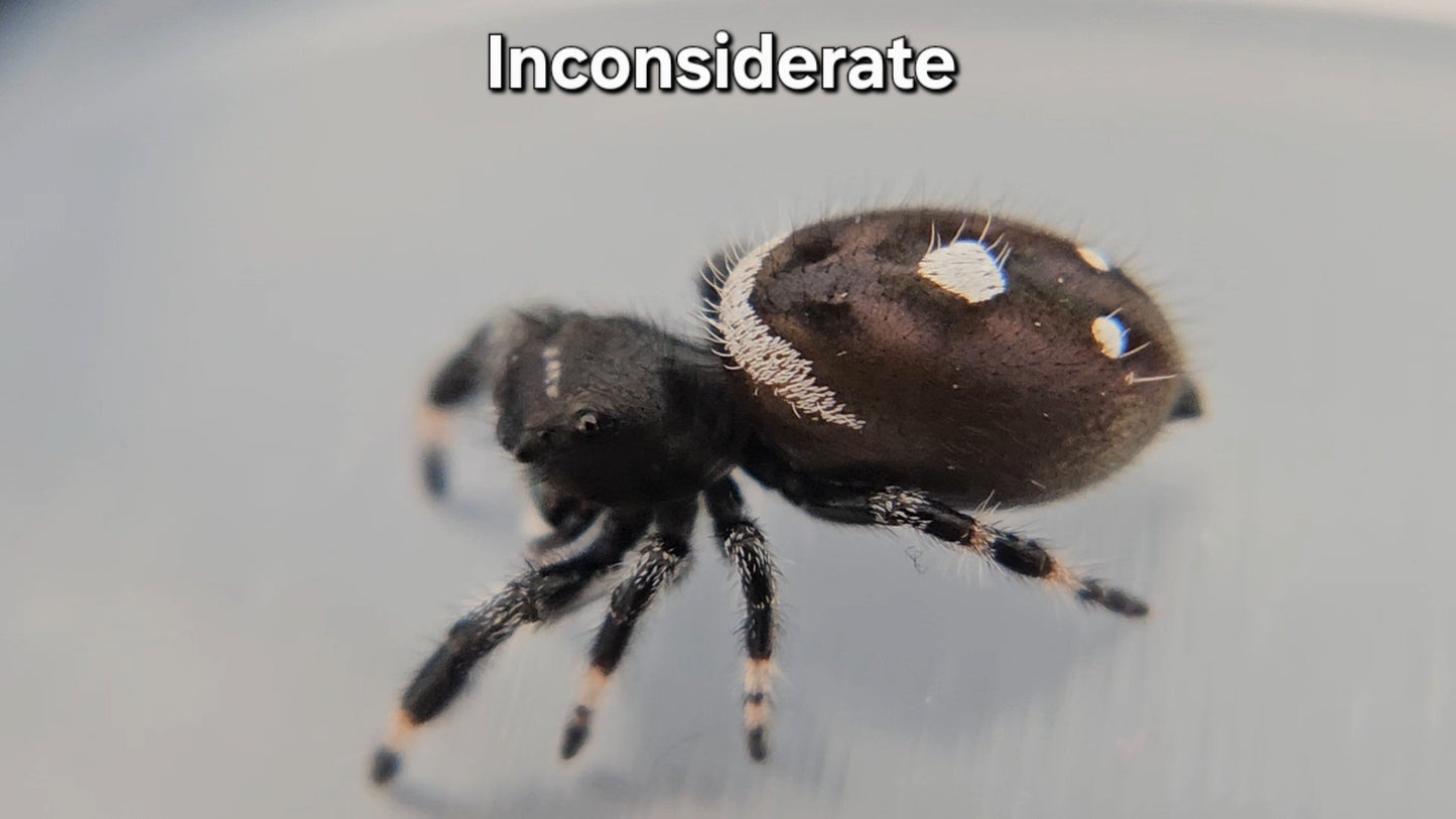 Inconsiderate - Male Regal