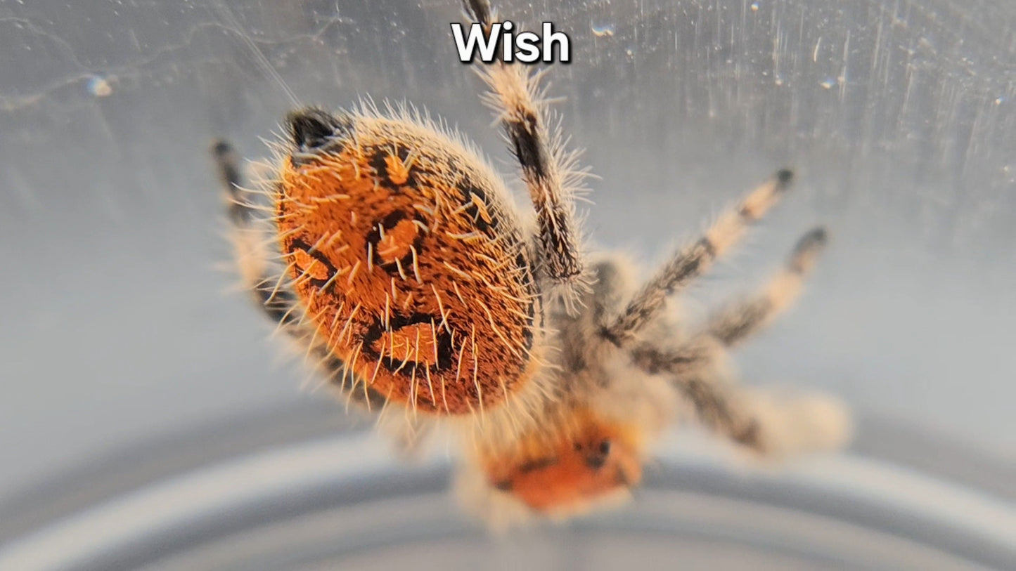 Wish - Female Regal