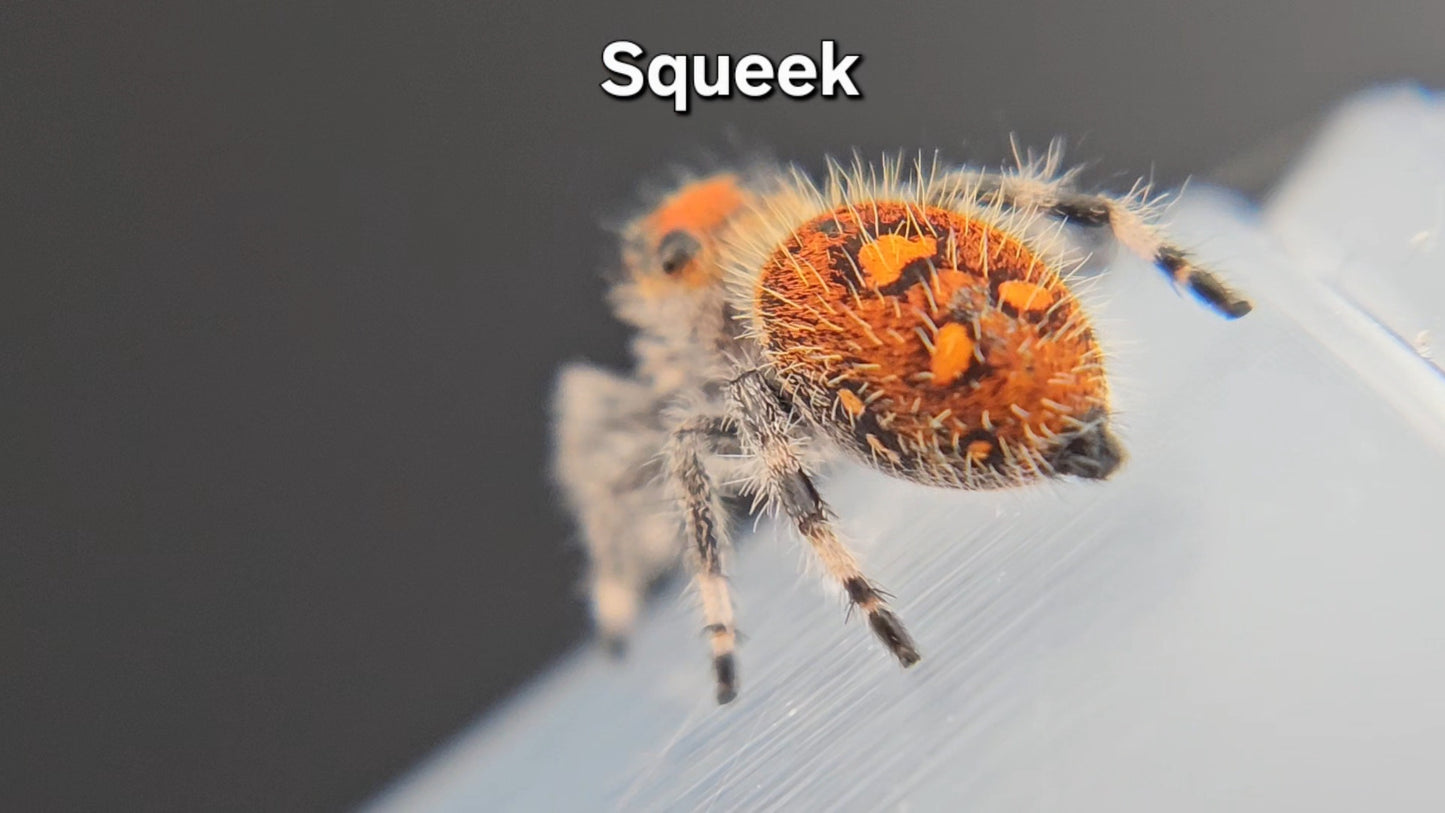 Squeek - Female Regal