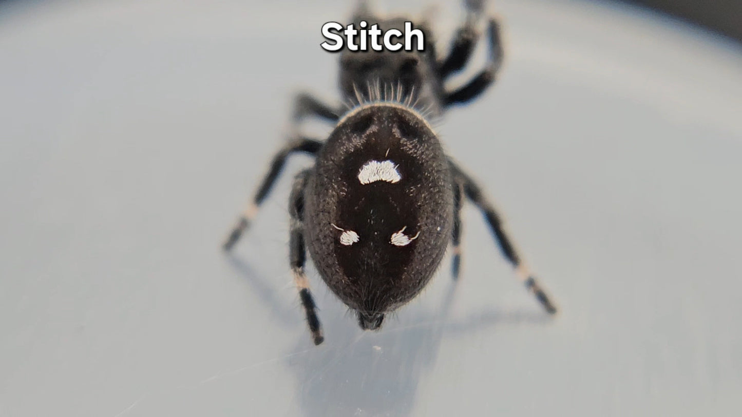 Stitch - Male Regal