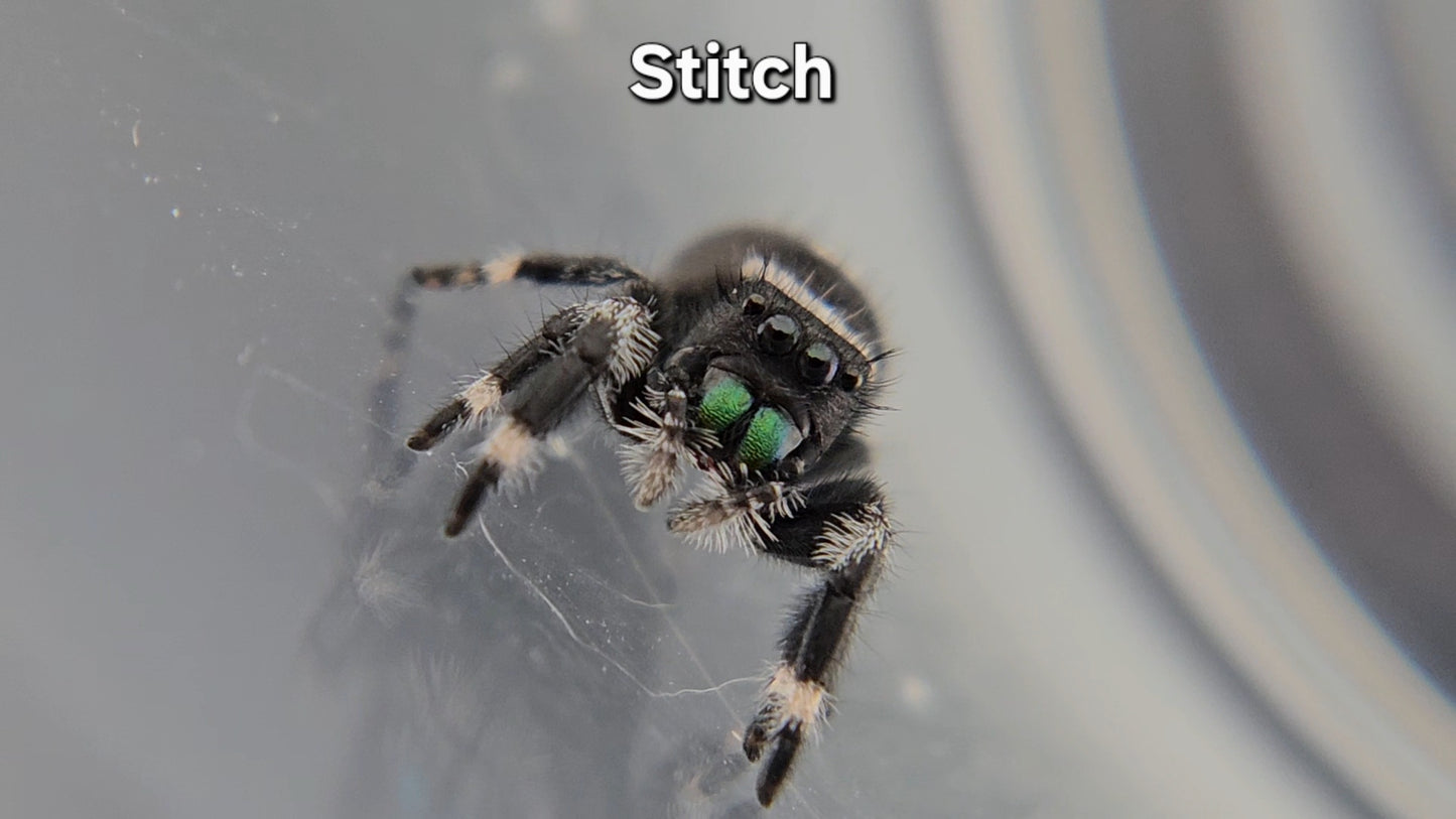 Stitch - Male Regal