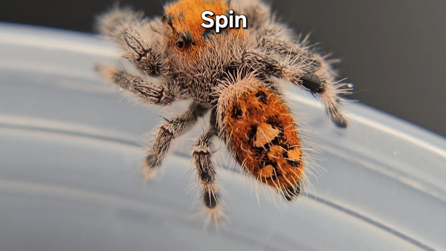 Spin - Female Regal