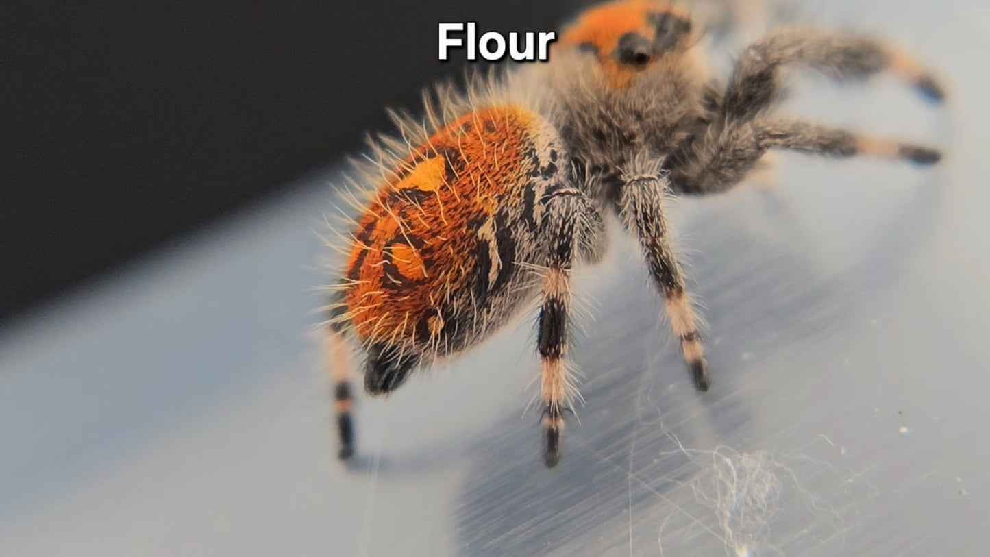 Flour - Female Regal