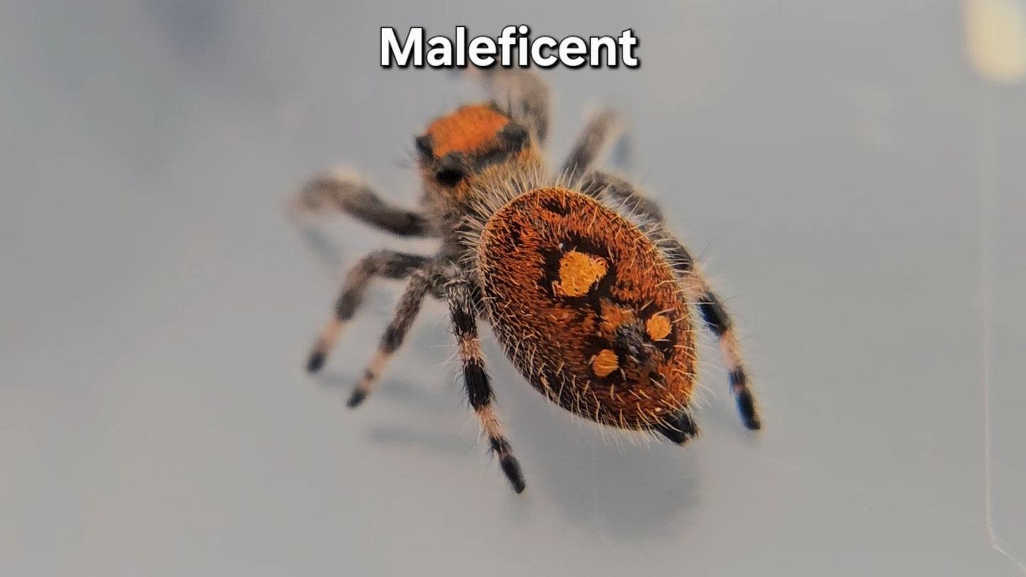Maleficent - Female Regal