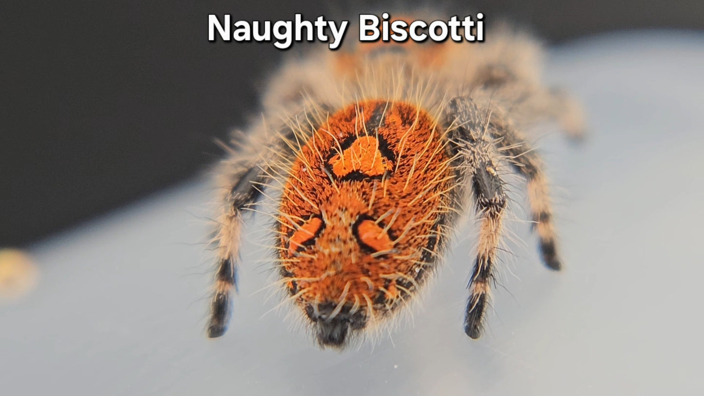 Naughty Biscotti - Female Regal
