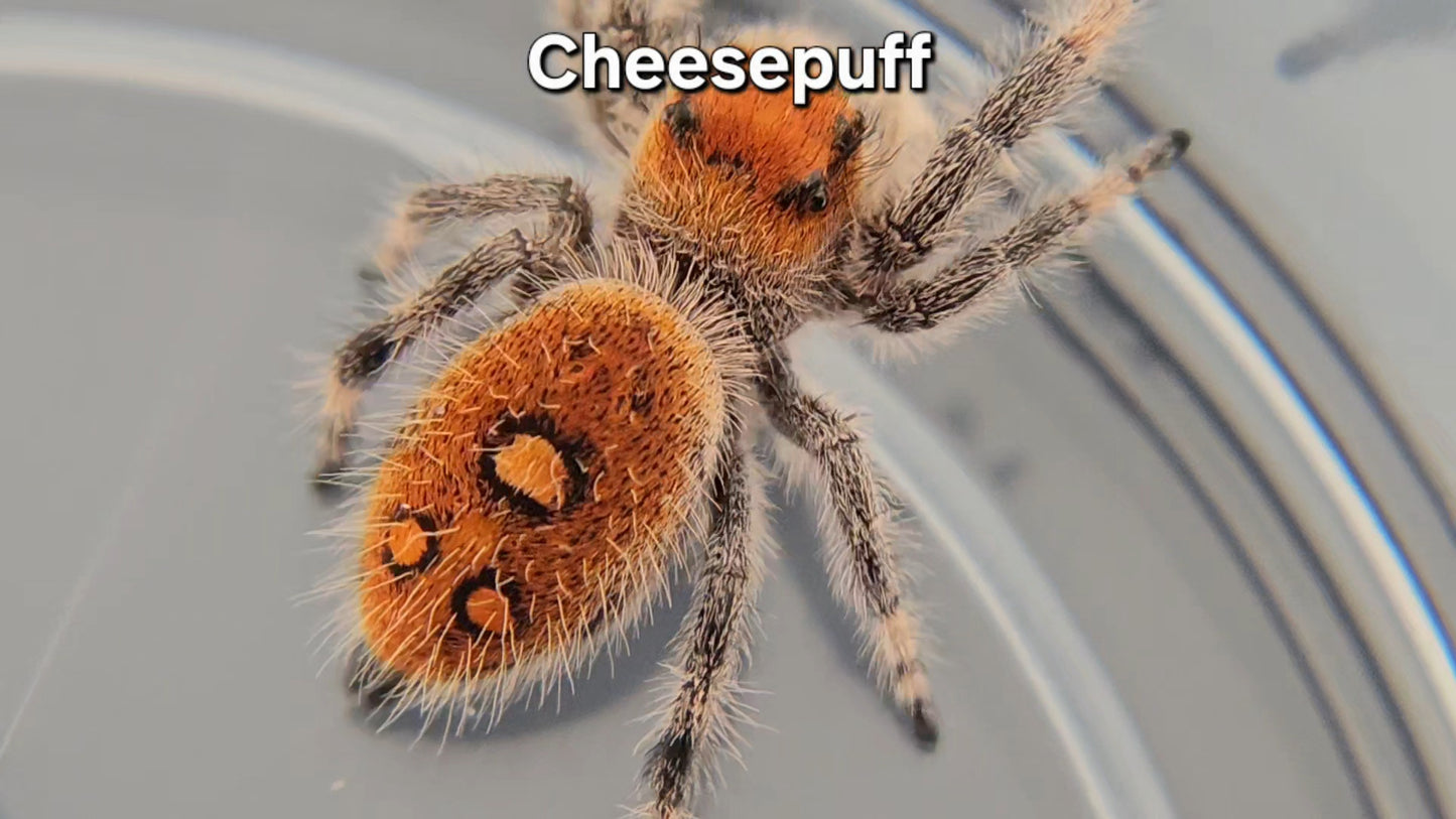Cheesepuff - Female Regal
