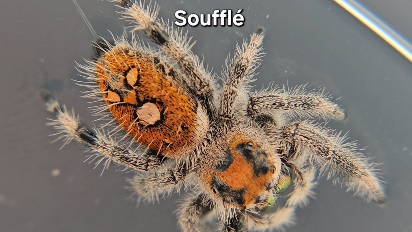 Soufflé - Female Regal