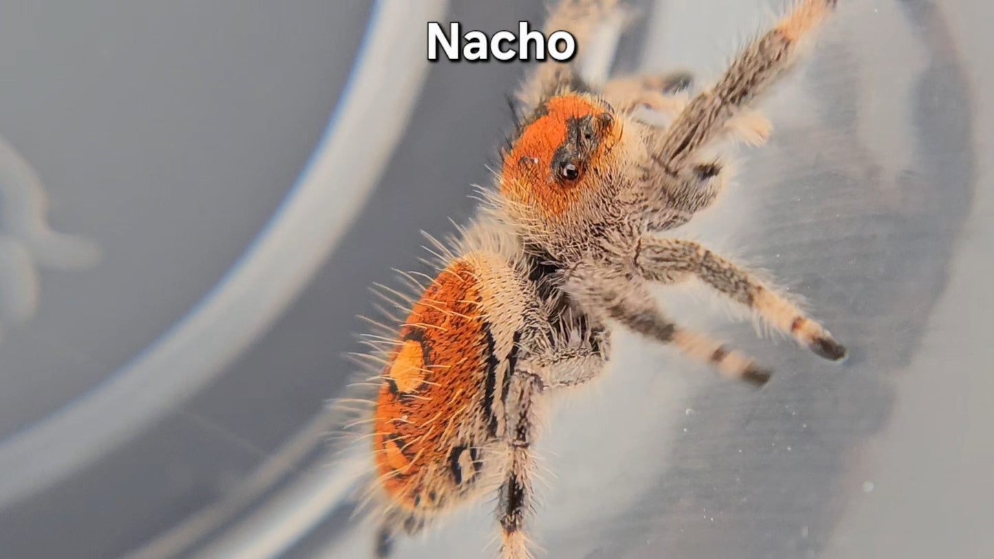 Nacho - Female Regal