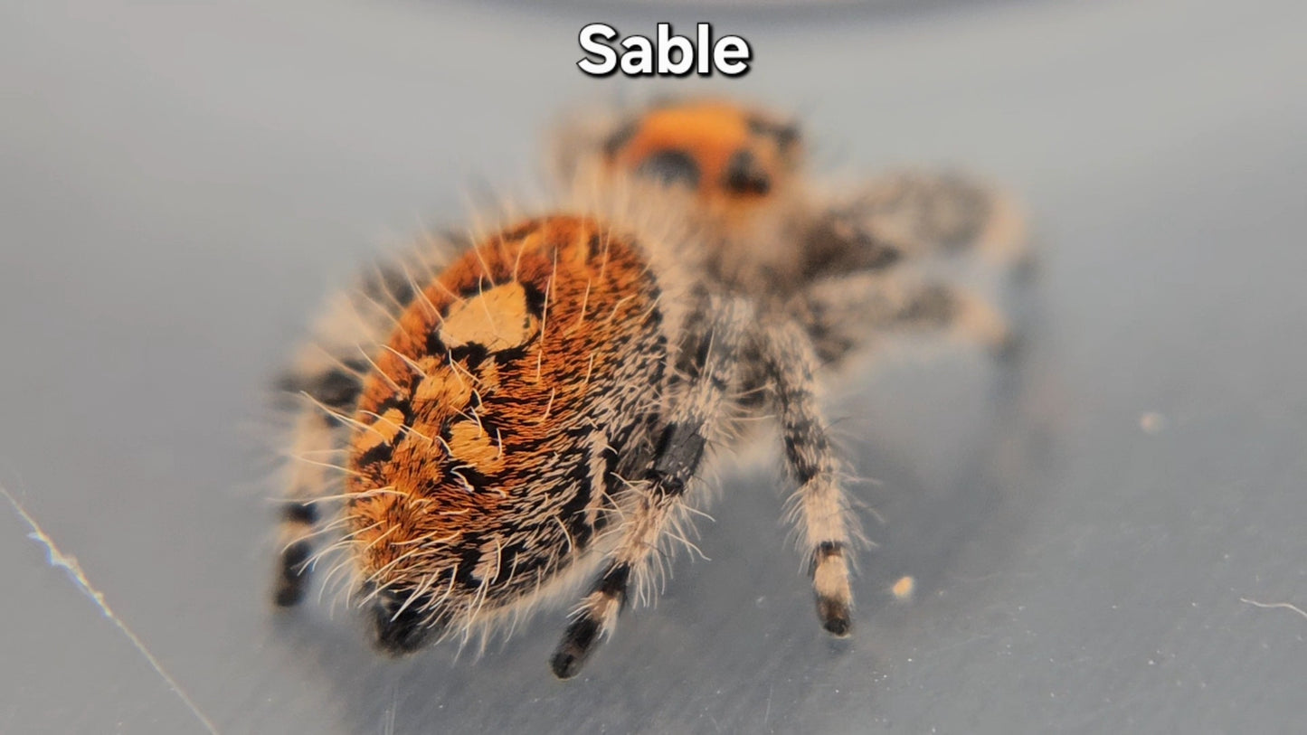 Sable - Female Regal