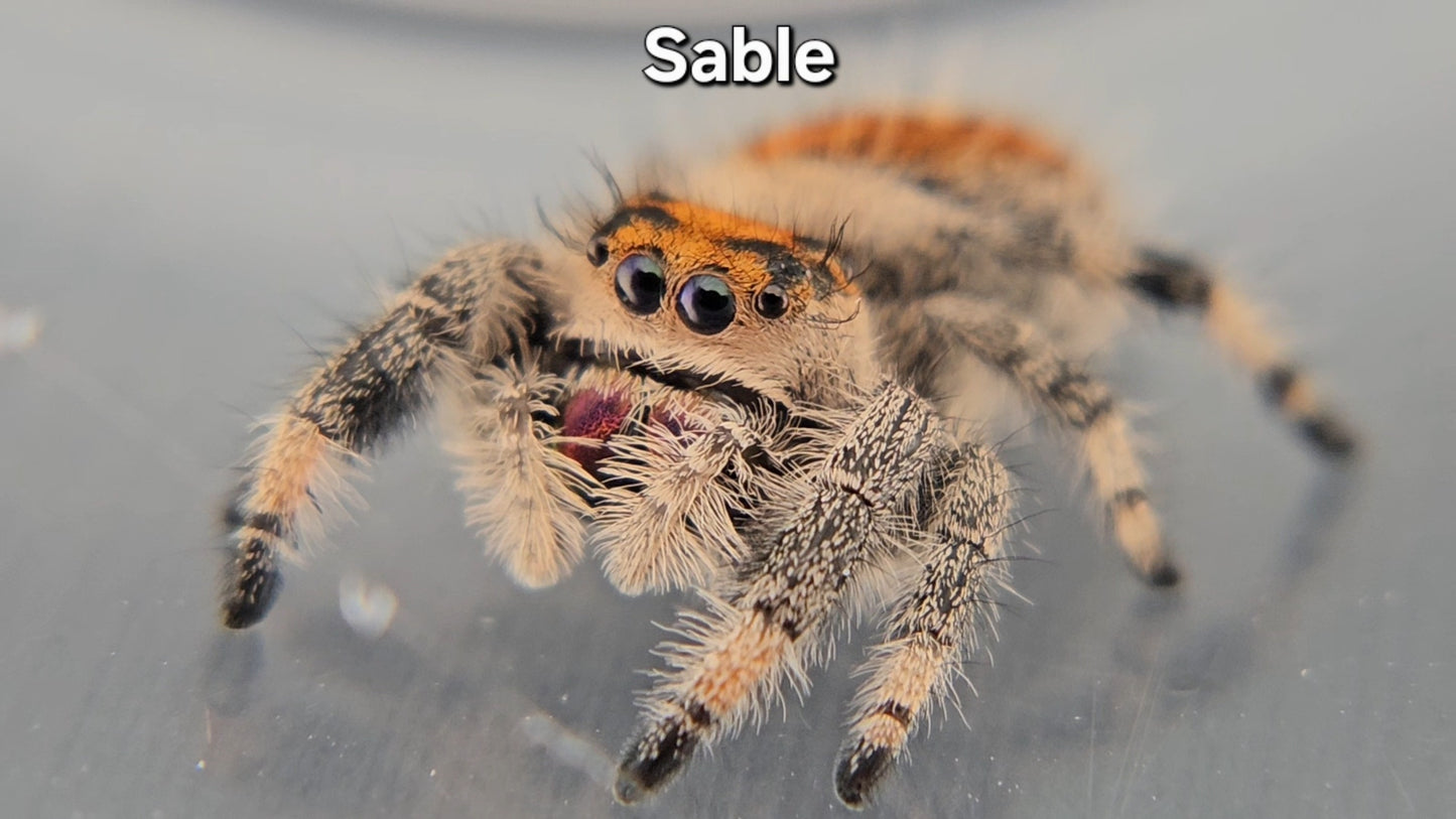 Sable - Female Regal