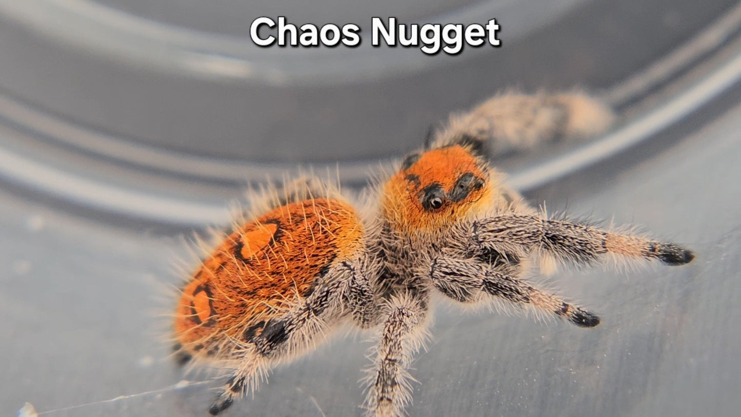 Chaos Nugget - Female Regal