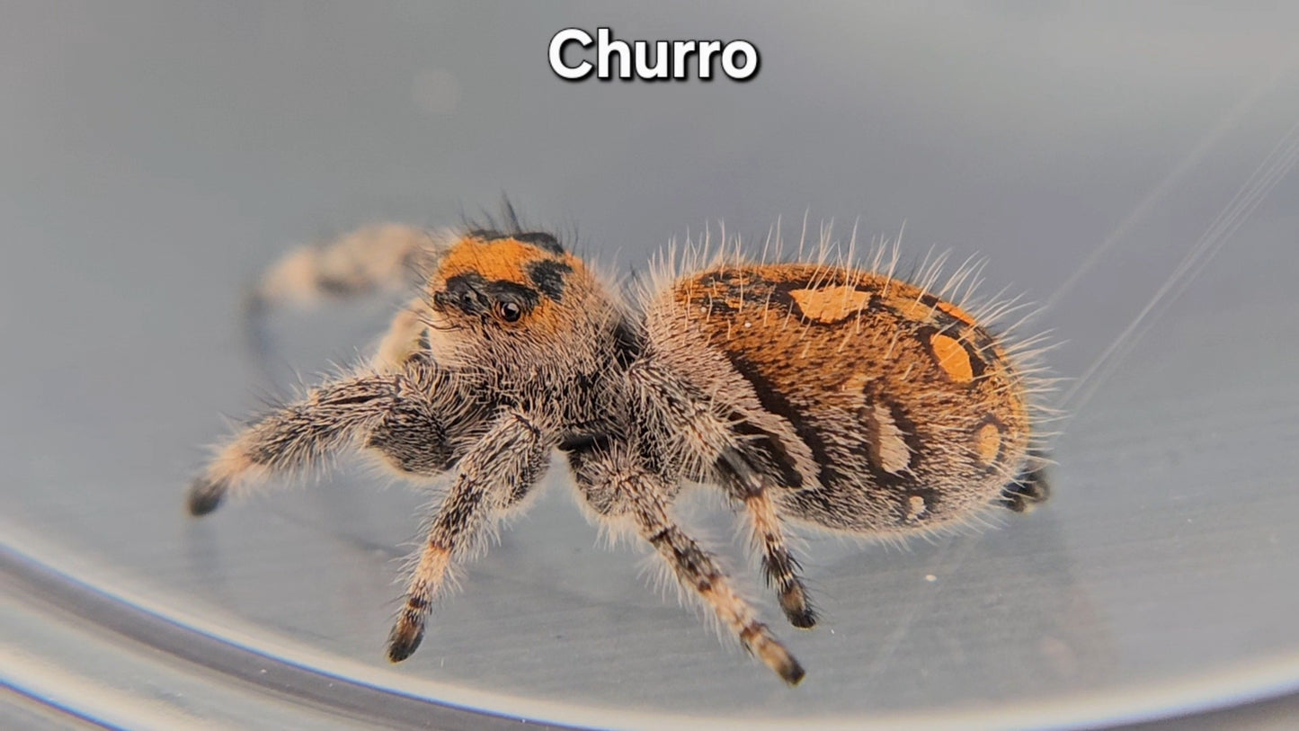 Churro - Female Regal