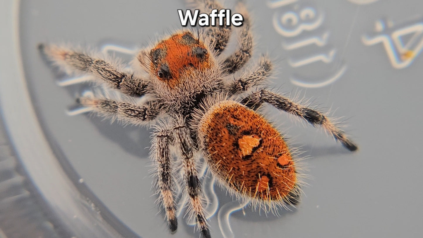Waffle - Female Regal