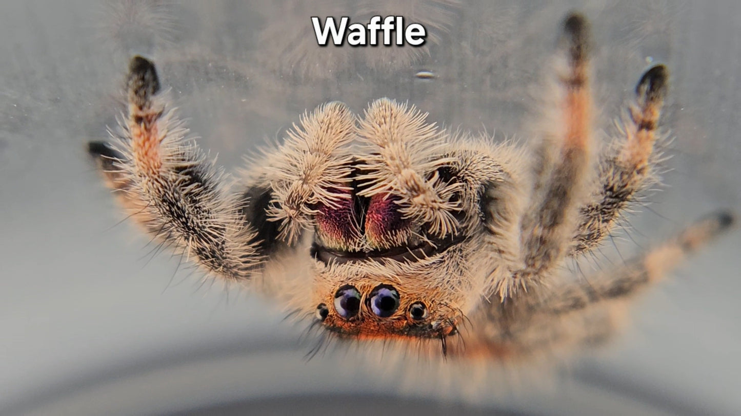 Waffle - Female Regal