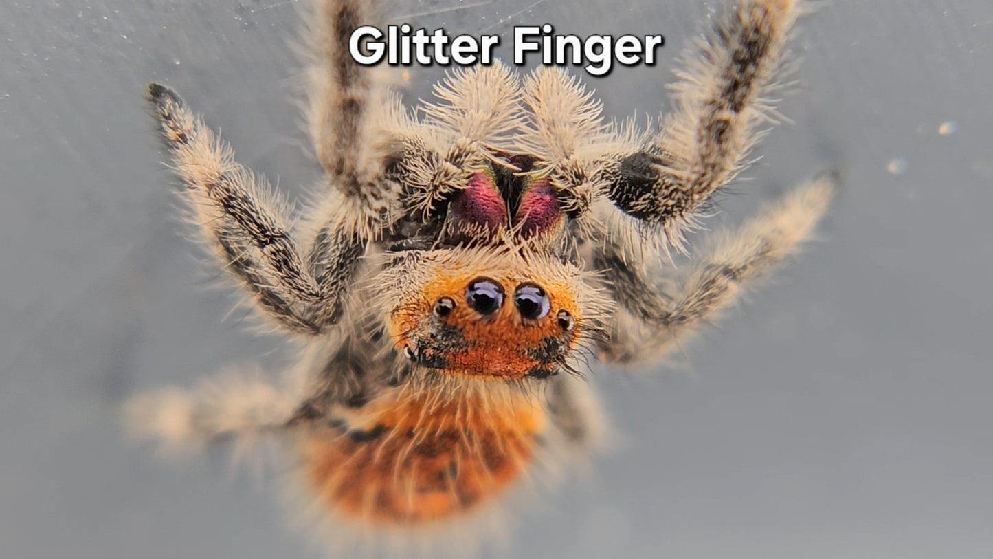 Glitter Finger - Female Regal