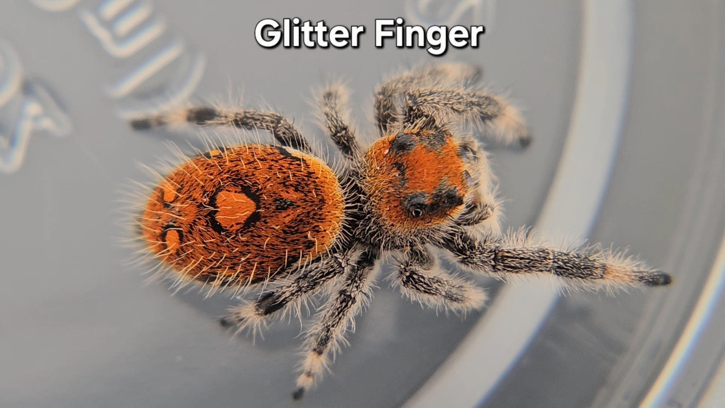 Glitter Finger - Female Regal