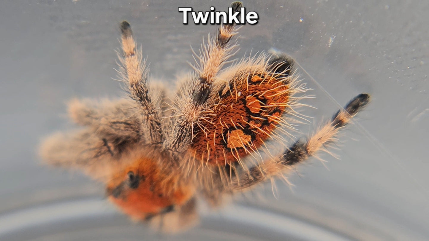 Twinkle - Female Regal
