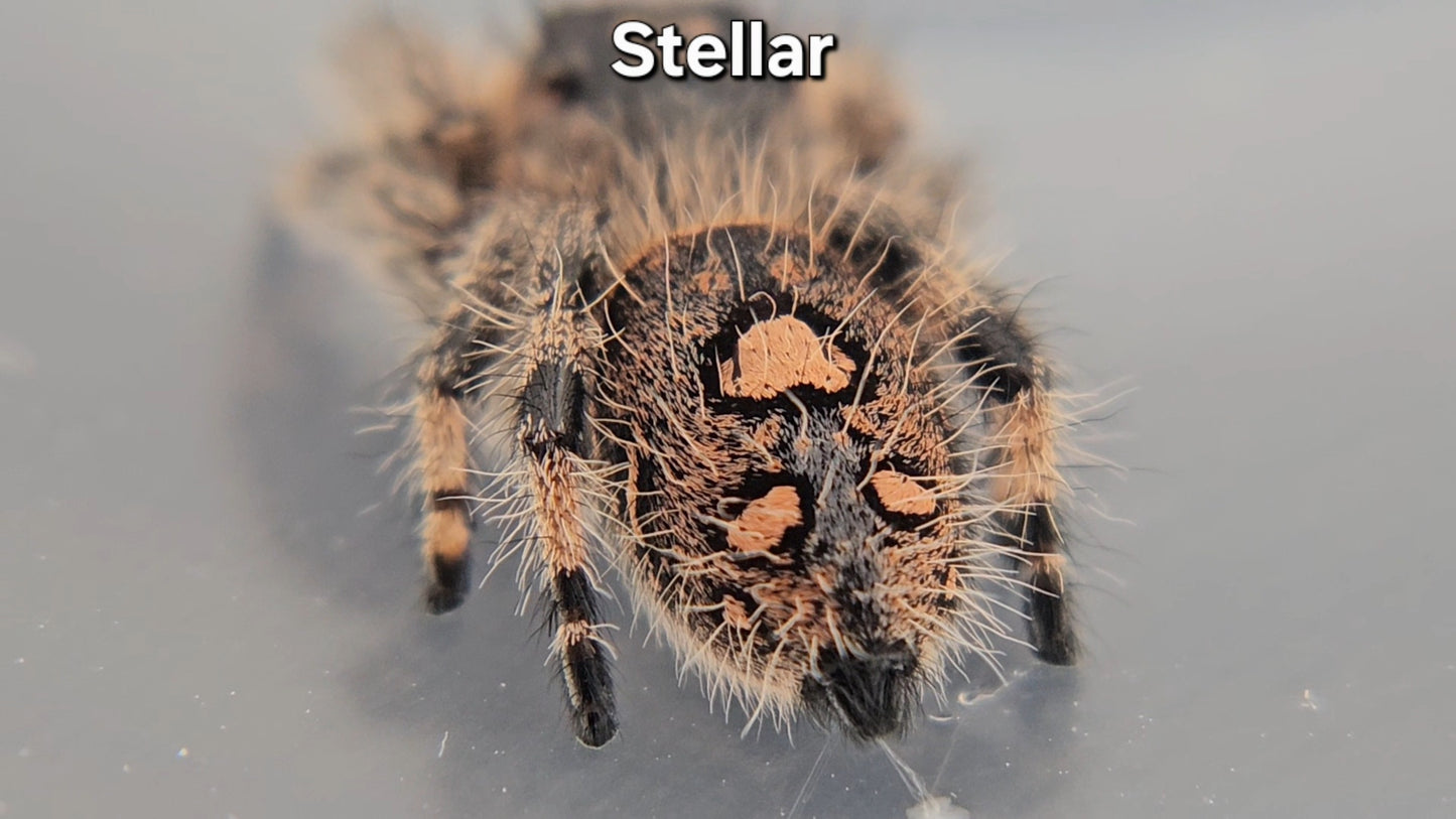 Stellar - Female Regal