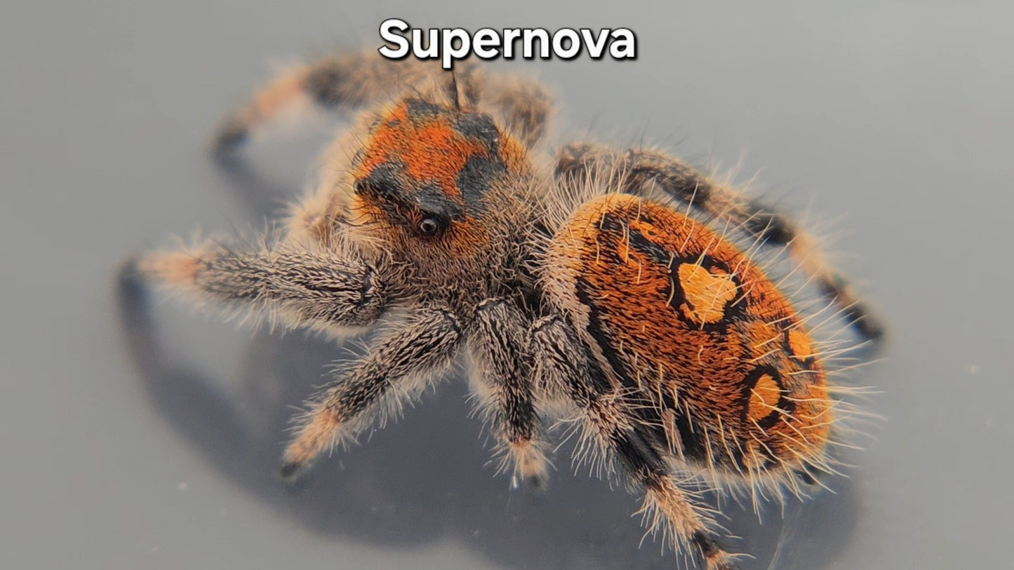 Supernova - Female Regal