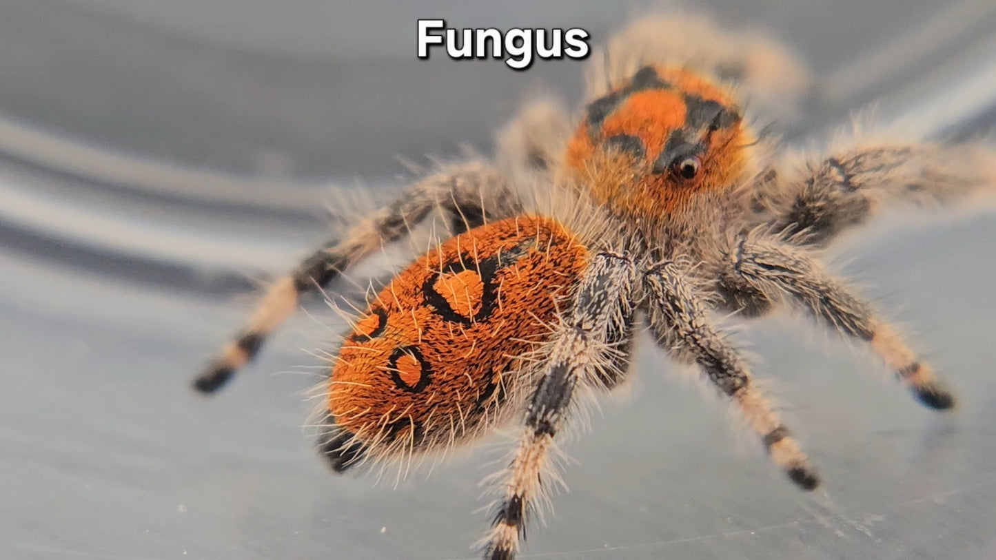 Fungus - Female Regal