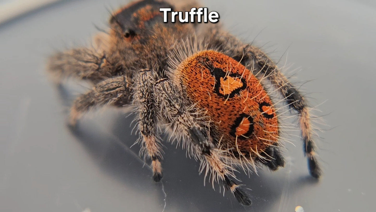 Truffle - Female Regal