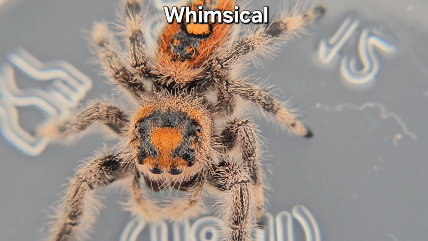 Whimsical - Female Regal