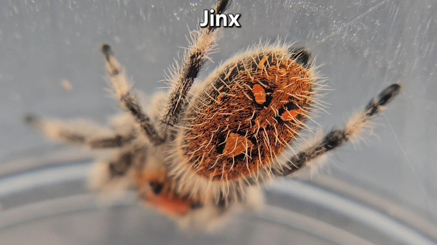 Jinx - Female Regal