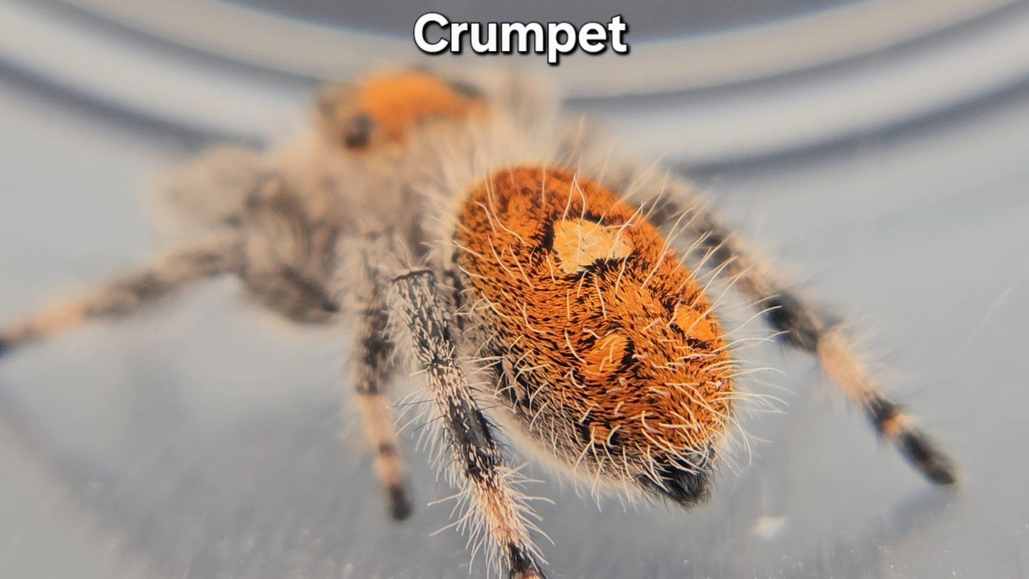 Crumpet - Female Regal