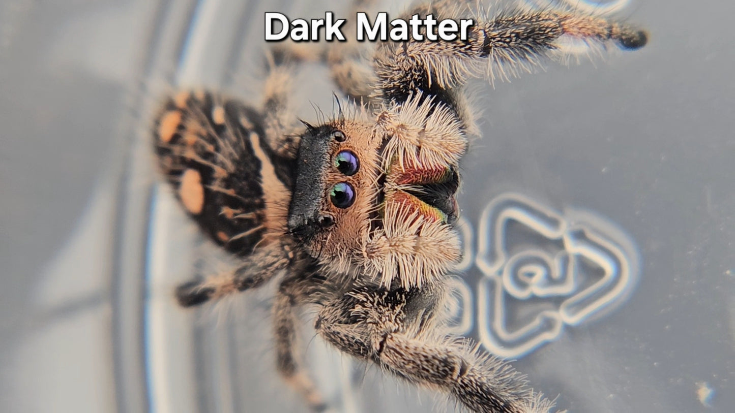 Dark Matter - Female Regal