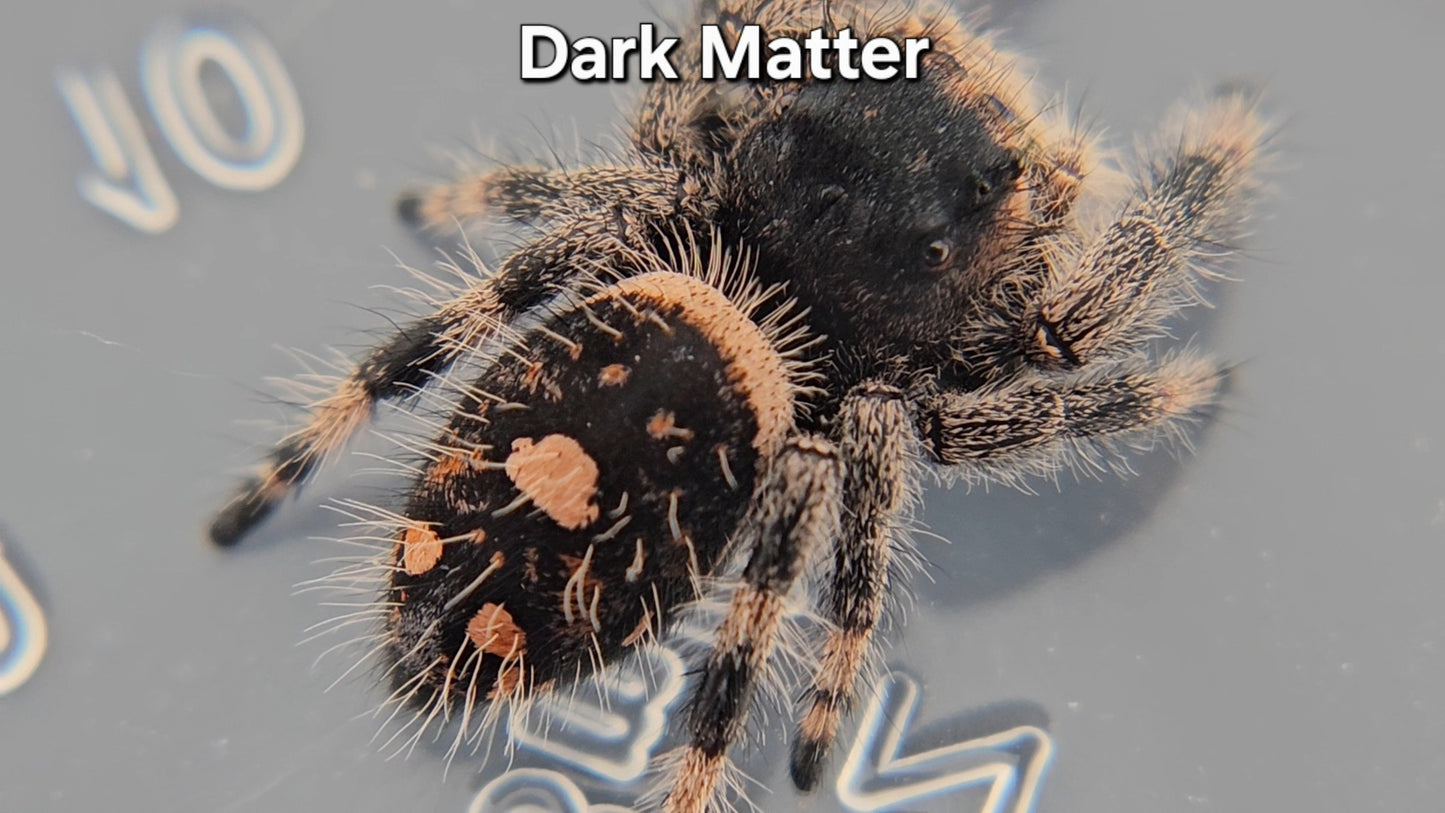 Dark Matter - Female Regal