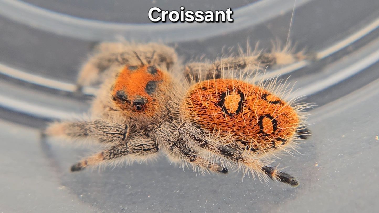 Croissant - Female Regal