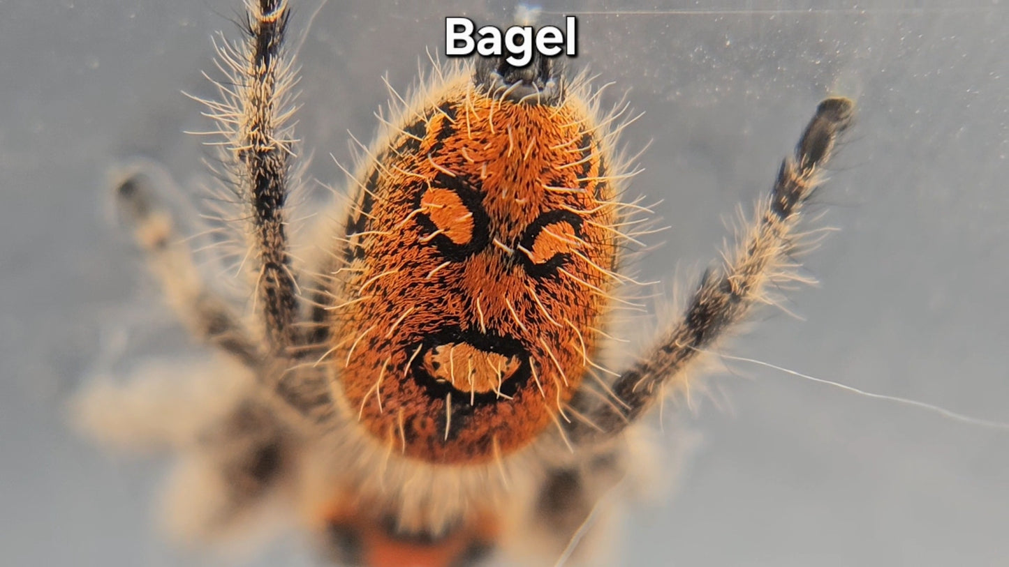 Bagel - Female Regal