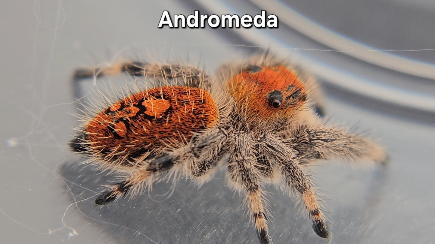 Andromeda - Female Regal