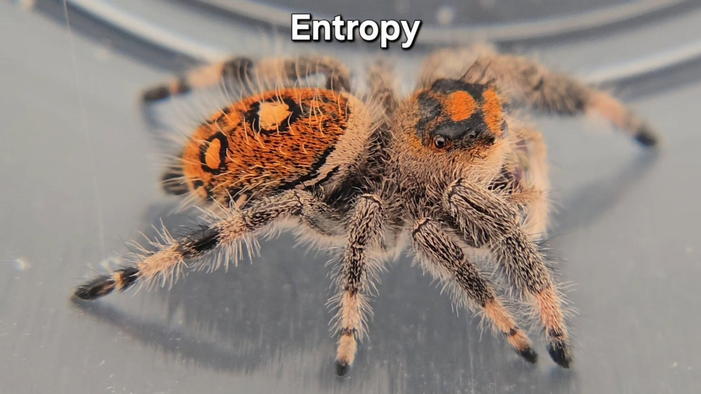 Entropy - Female Regal