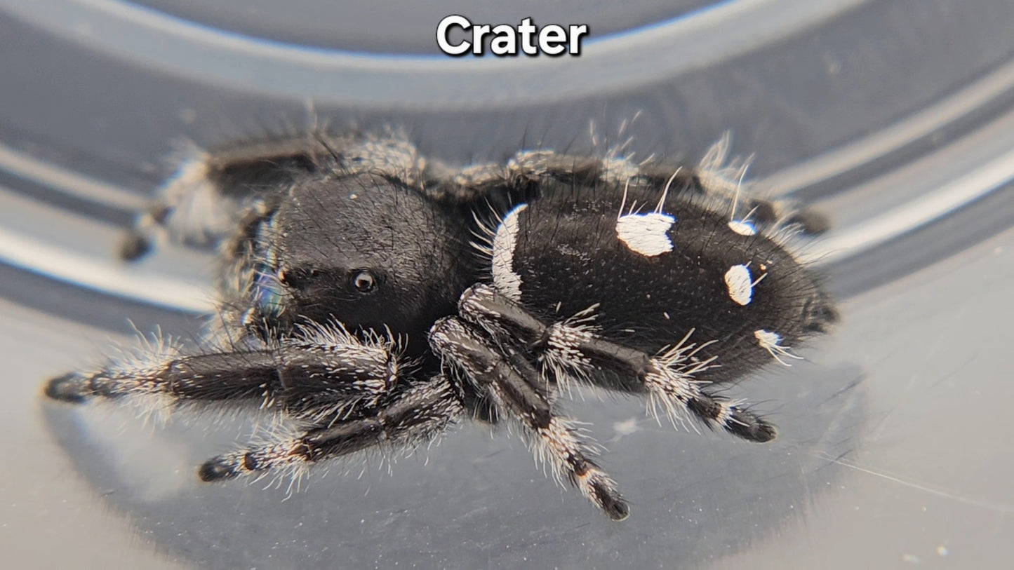 Crater - Male Regal