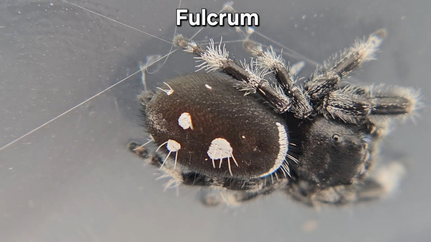 Fulcrum - Male Regal