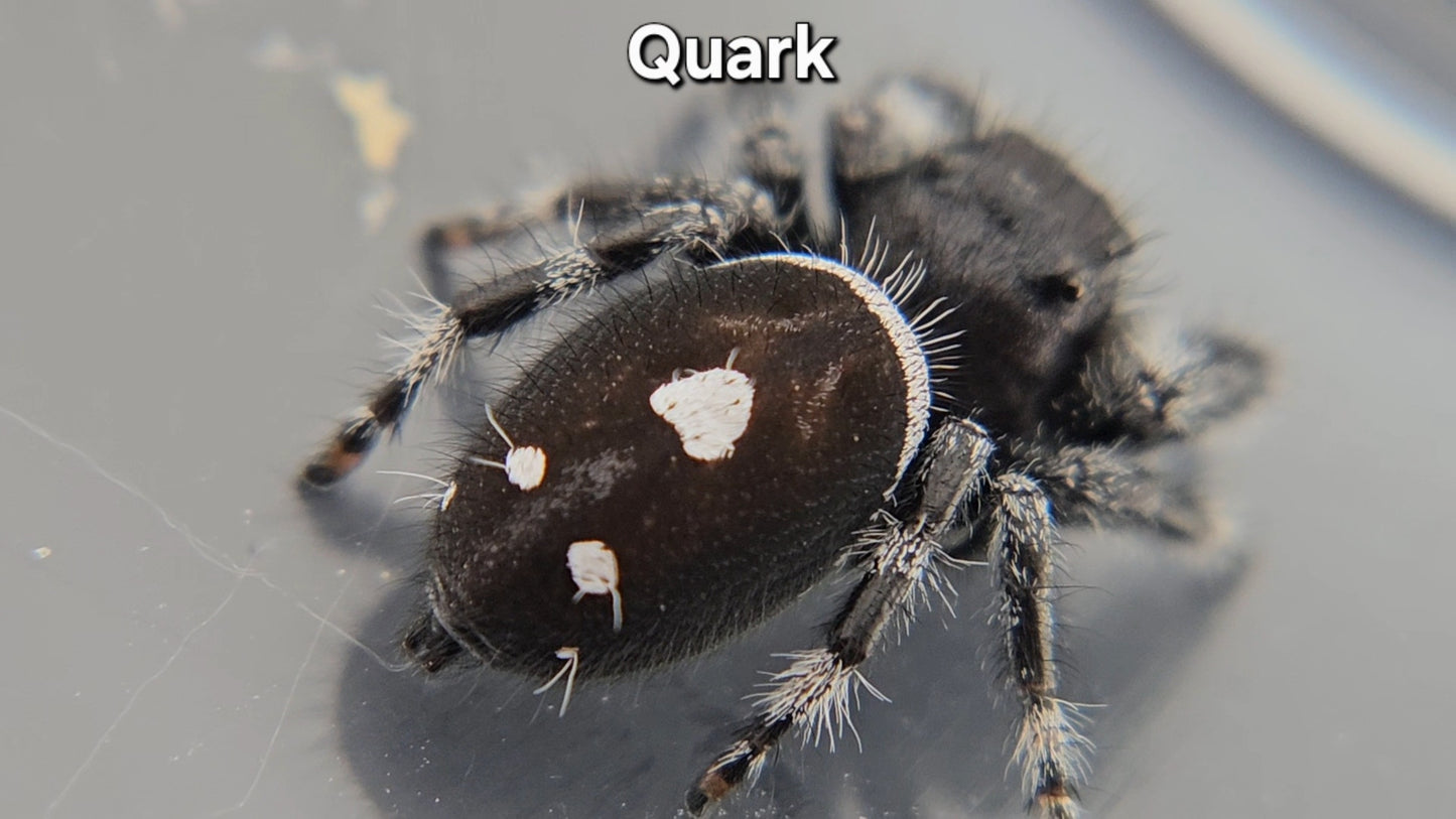 Quark - Male Regal
