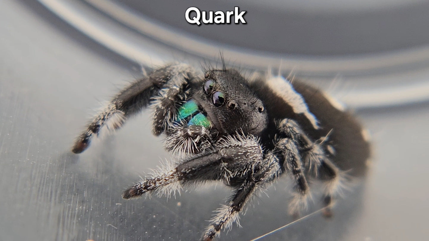 Quark - Male Regal