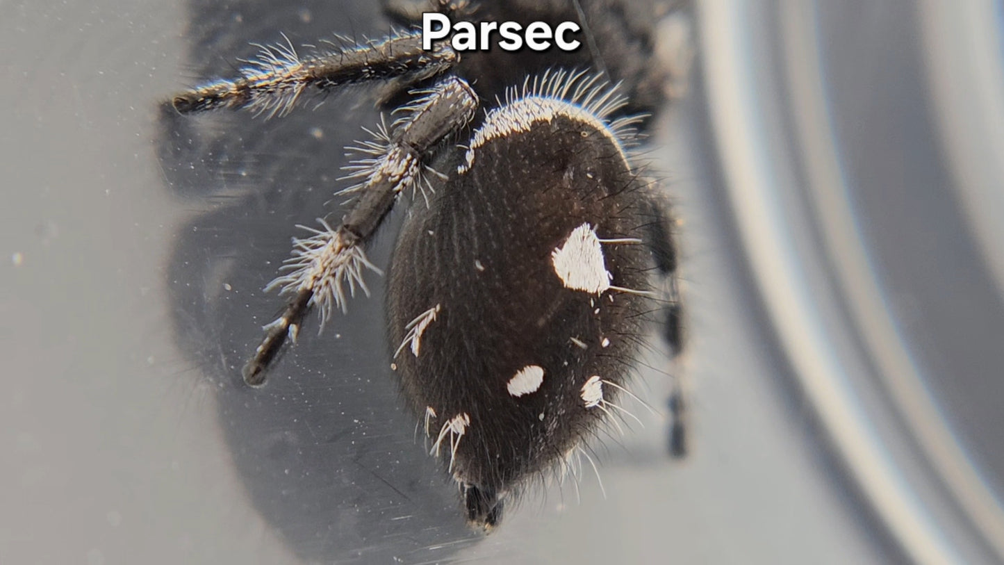 Parsec - Male Regal