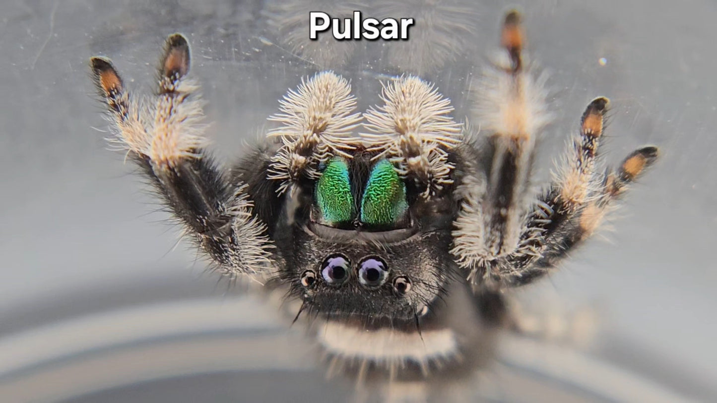 Pulsar - Male Regal