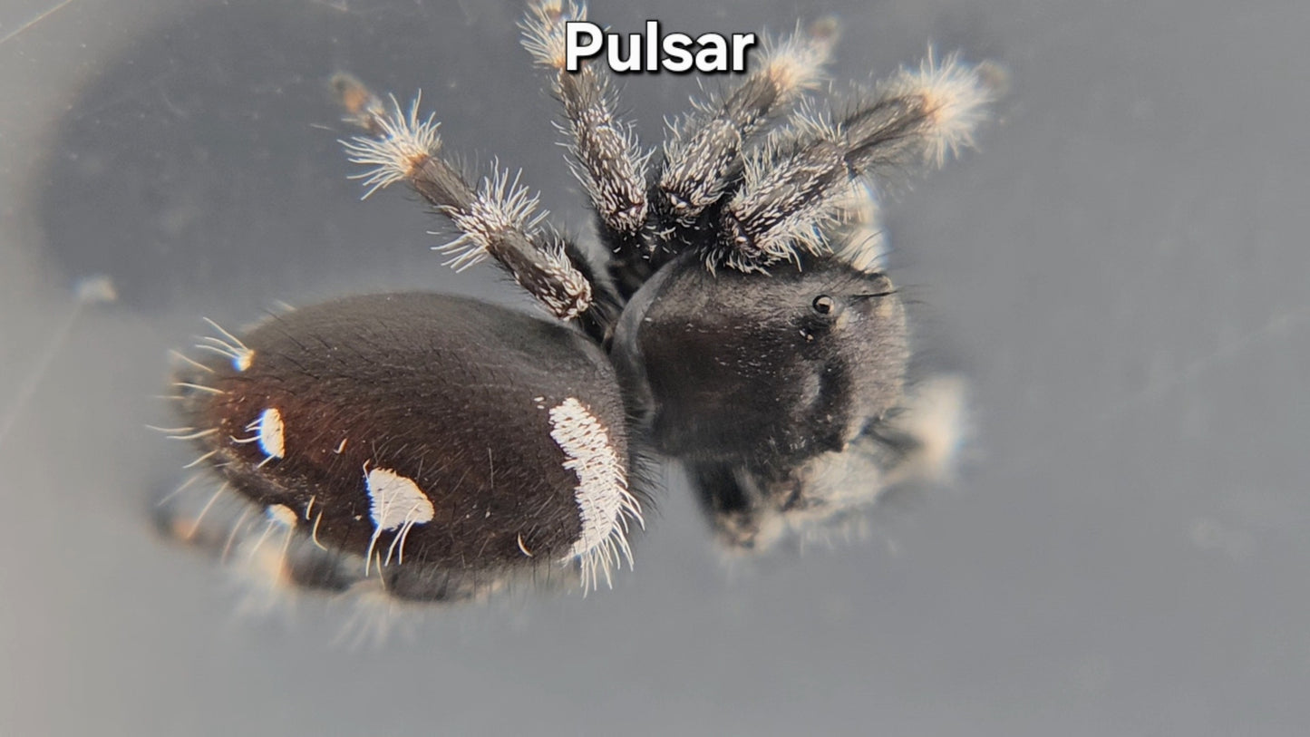 Pulsar - Male Regal