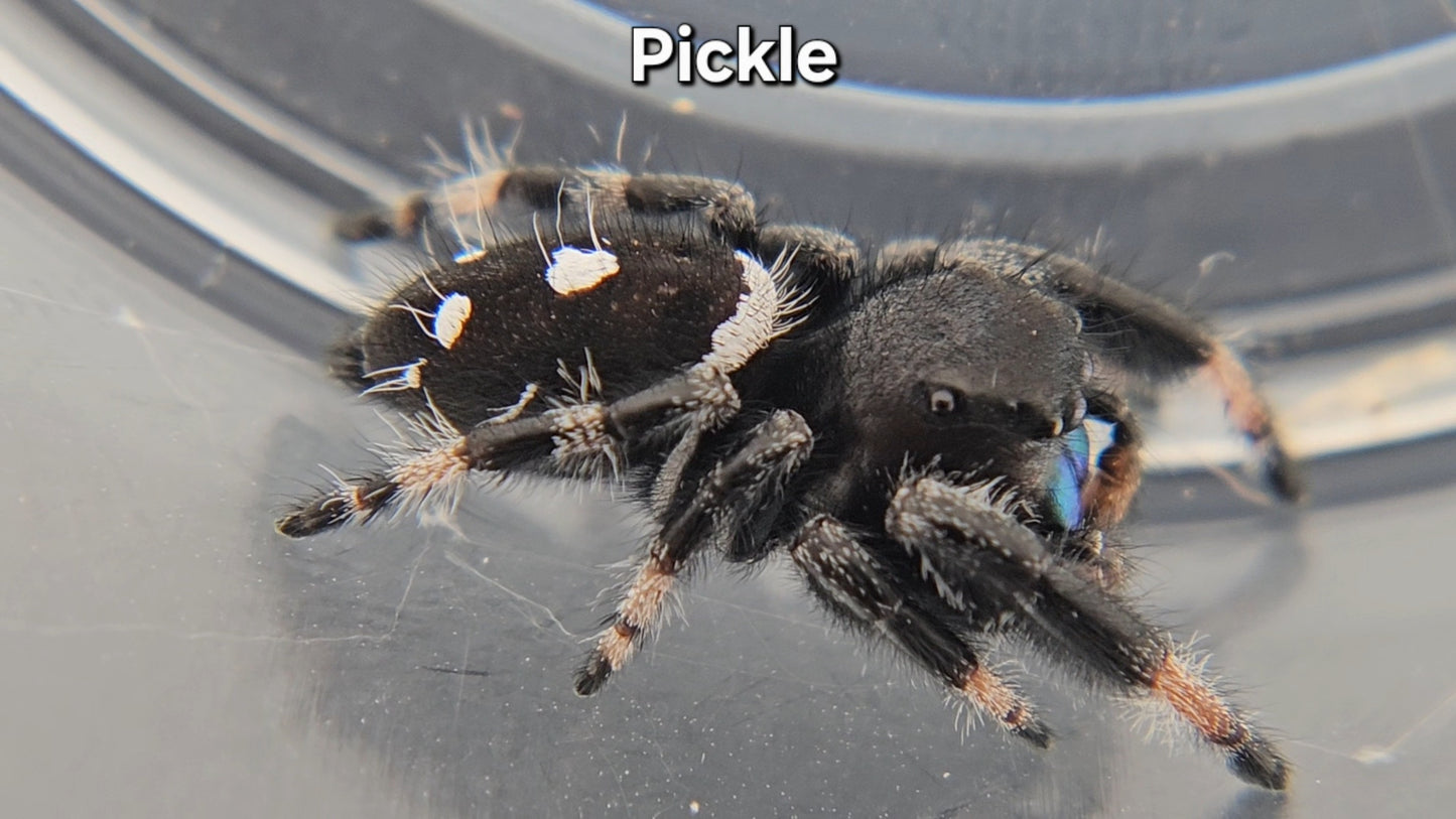 Pickle - Male Regal