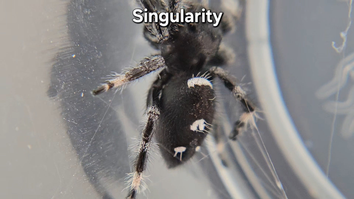 Singularity - Male Regal