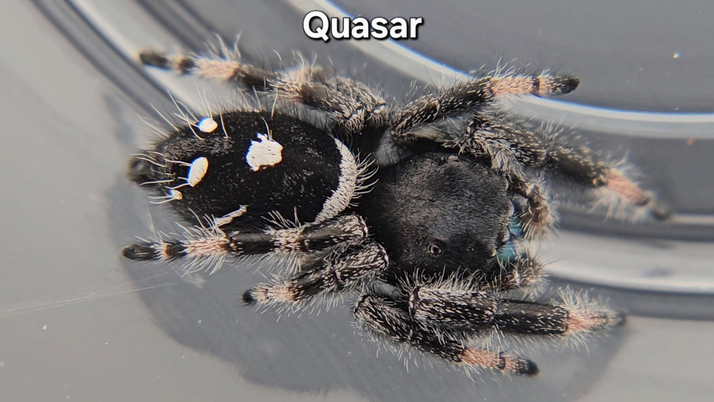 Quasar - Male Regal