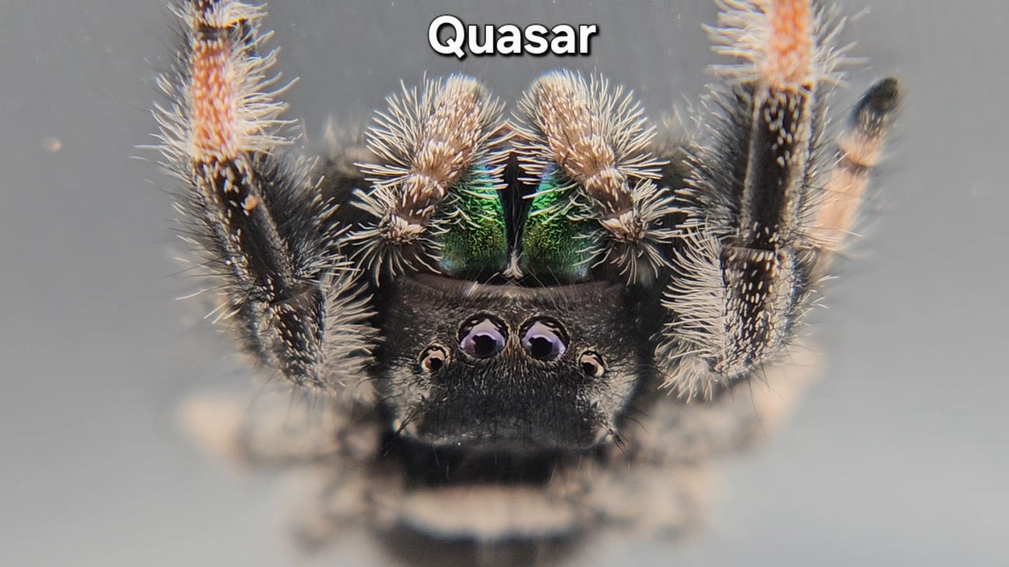 Quasar - Male Regal
