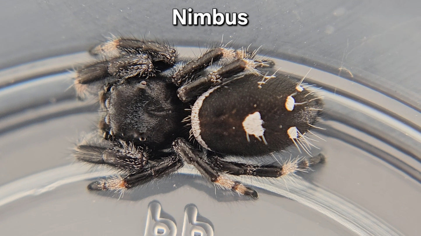 Nimbus - Male Regal