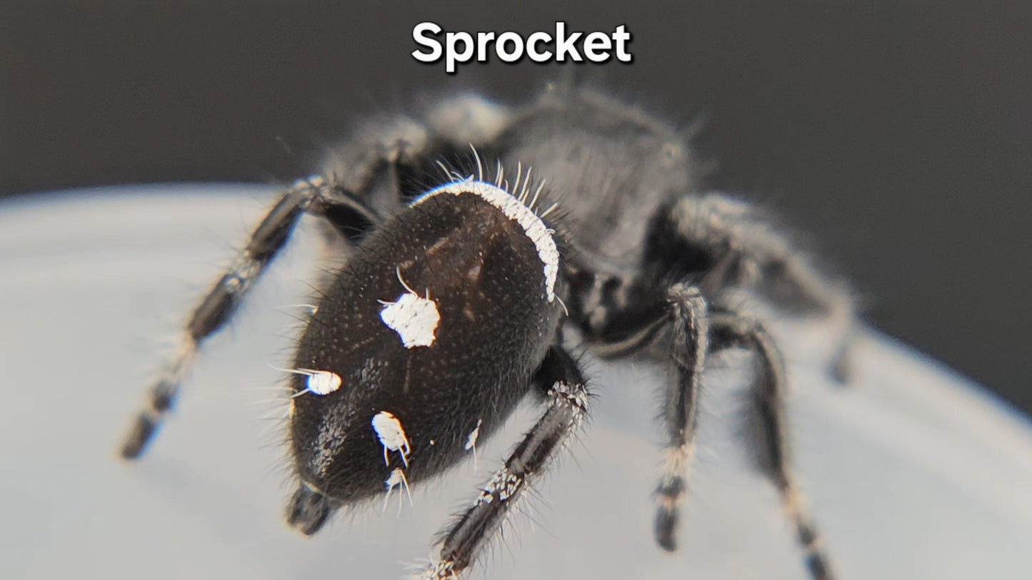 Sprocket - Male Regal